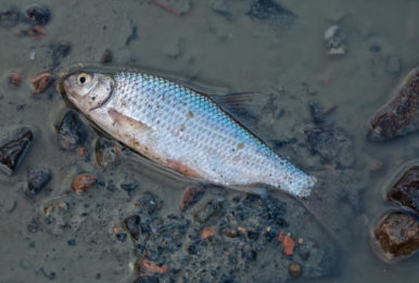 A dead fish in shallow water