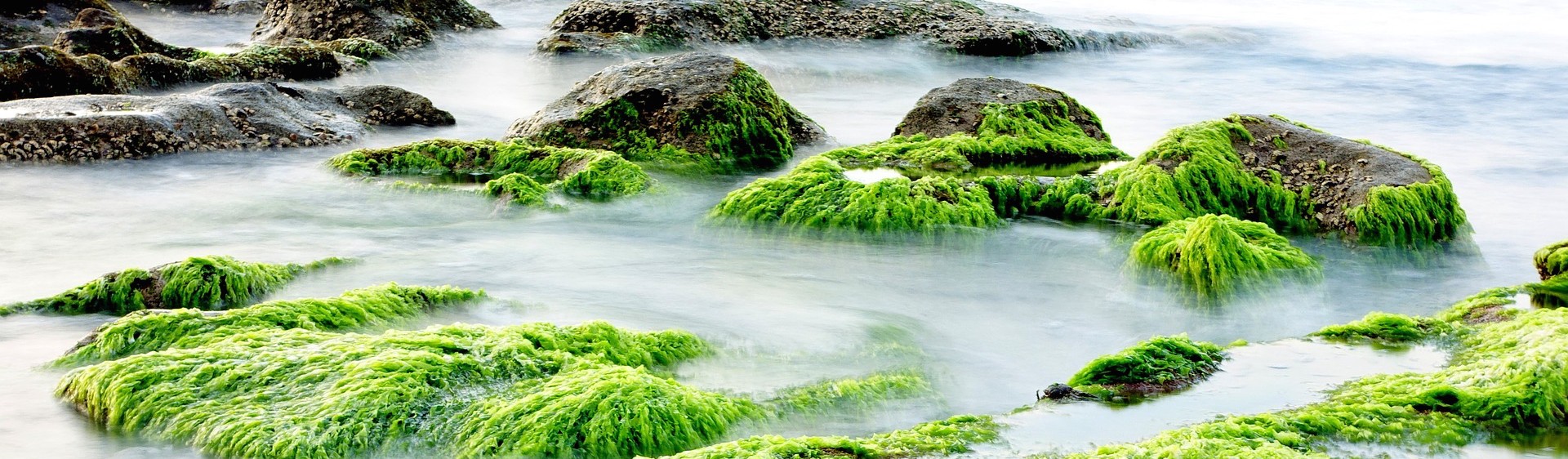 aquatic ecosystem