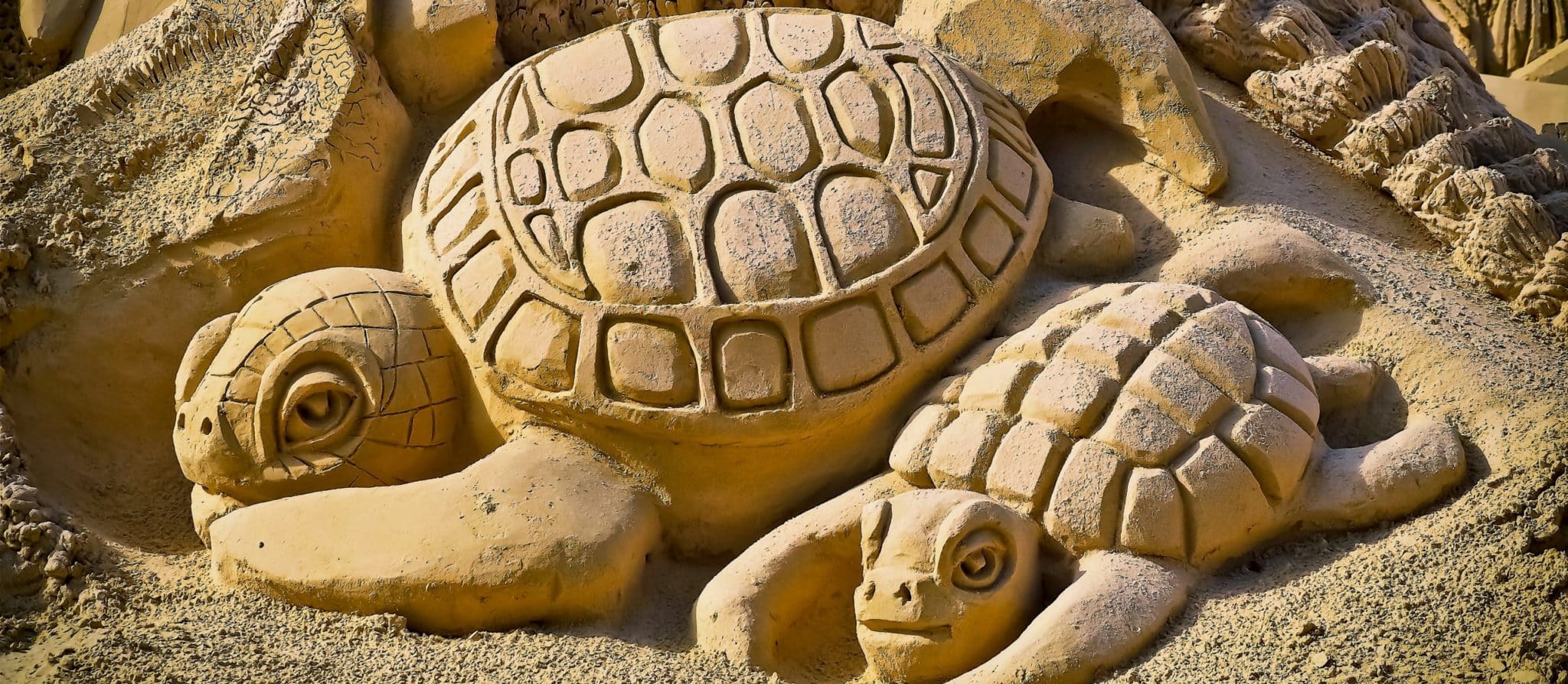 sand turtles
