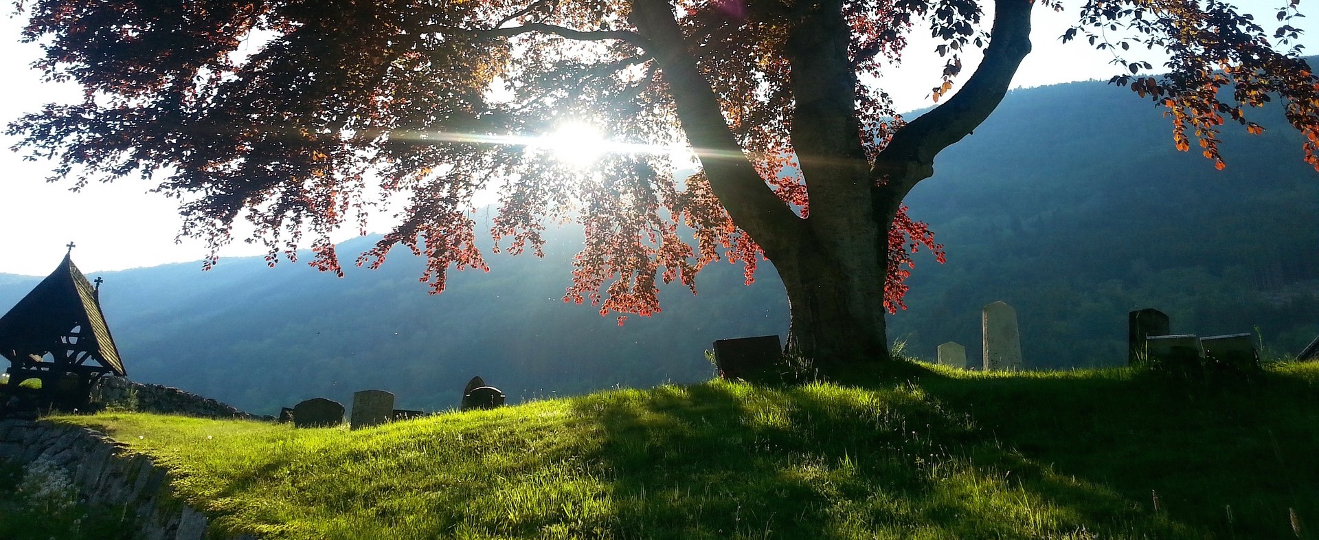 tree in a cemetery