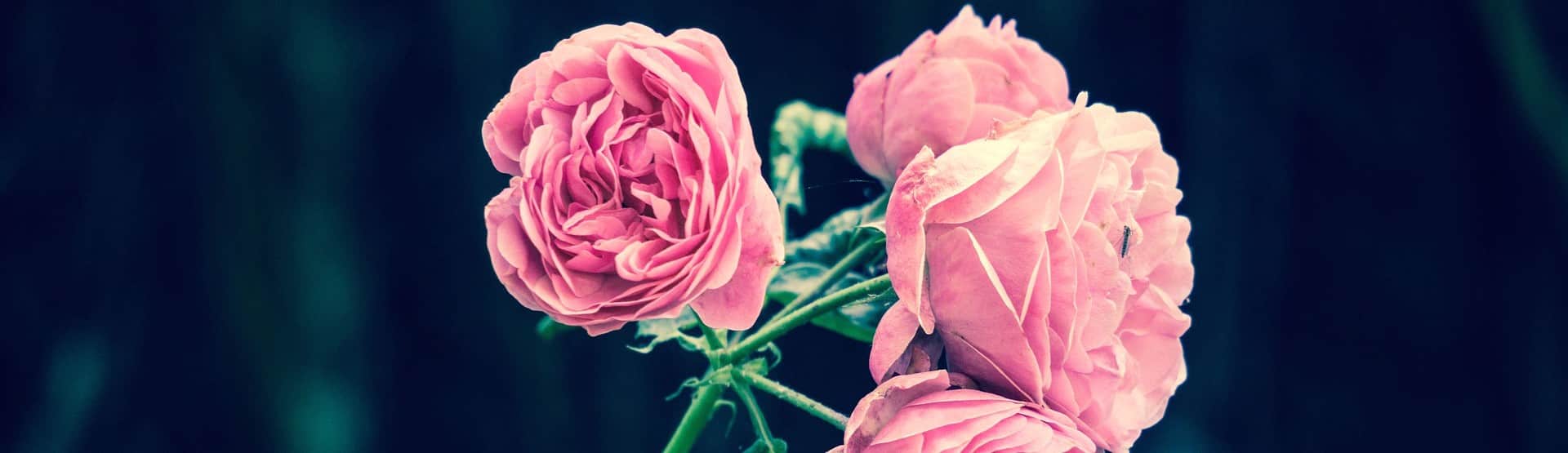 pink roses with black background