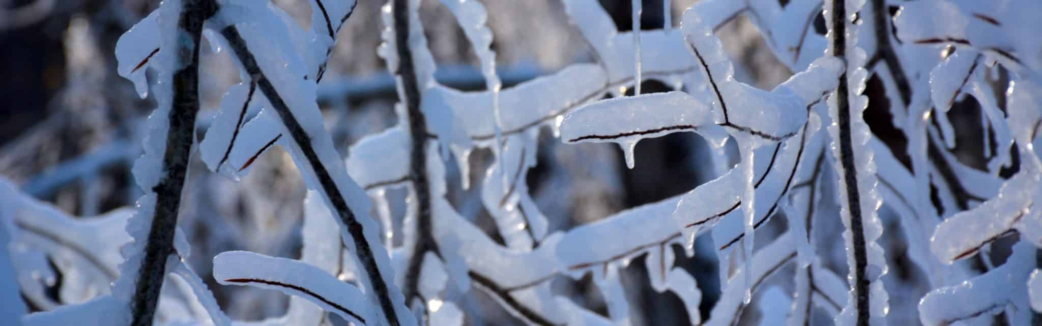 Icicles on branches.