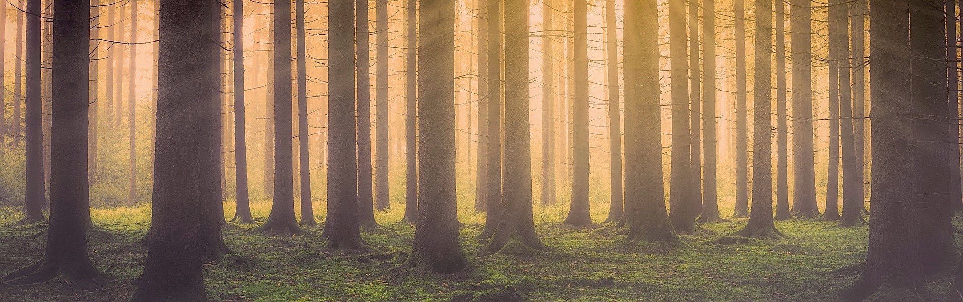 trees with light rays in the background