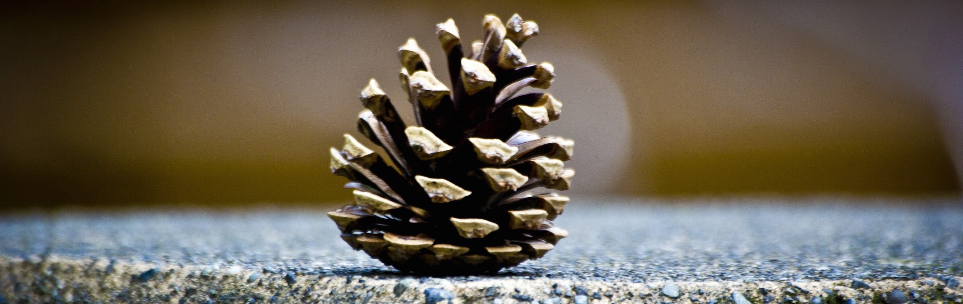 Pine cone
