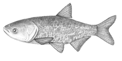 drawing of fish