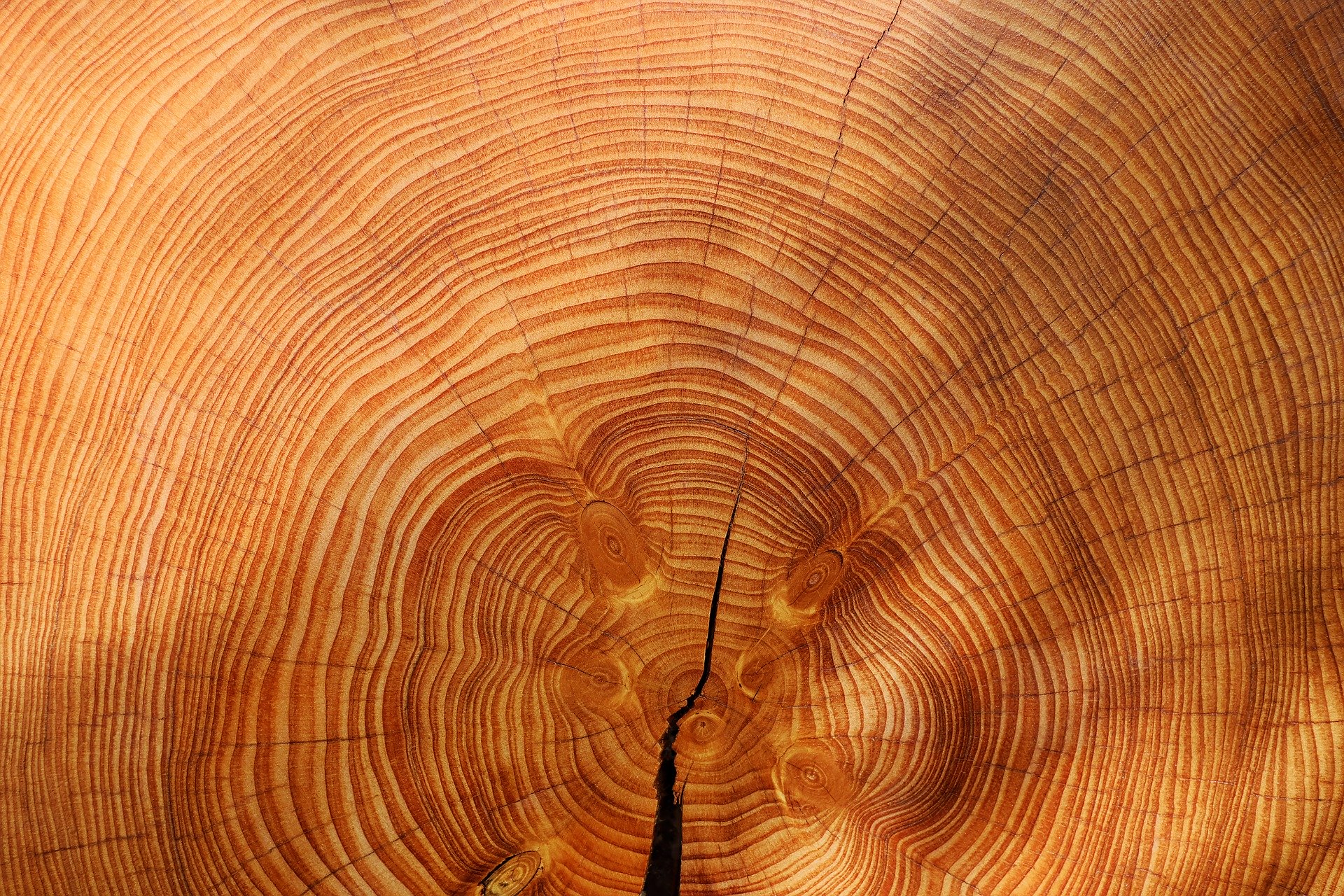 trees climate change