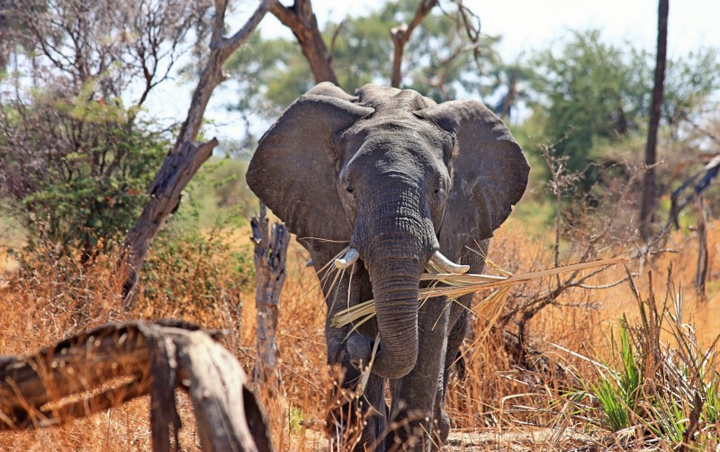 Elephants Are Working to Protect You From Climate Change