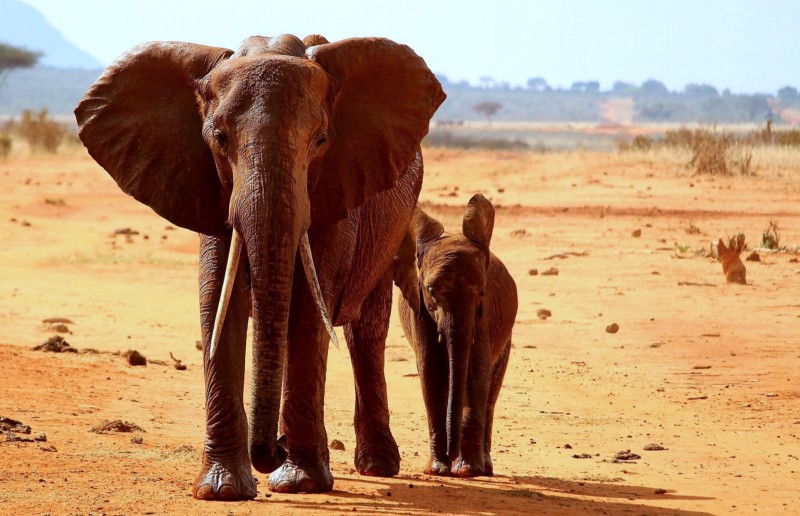 Elephants Are Working to Protect You From Climate Change