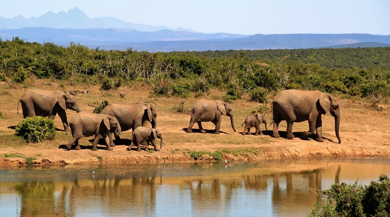 A herd of elephants. Source: Pixabay